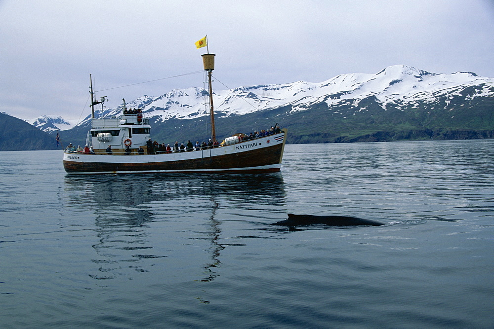 Humpback whale (Megaptera novaeangliae) surfacing with whale-watching boat and snow topped mountains of Kinn behind. Fjordland, near Husavik, on the north coast of Iceland