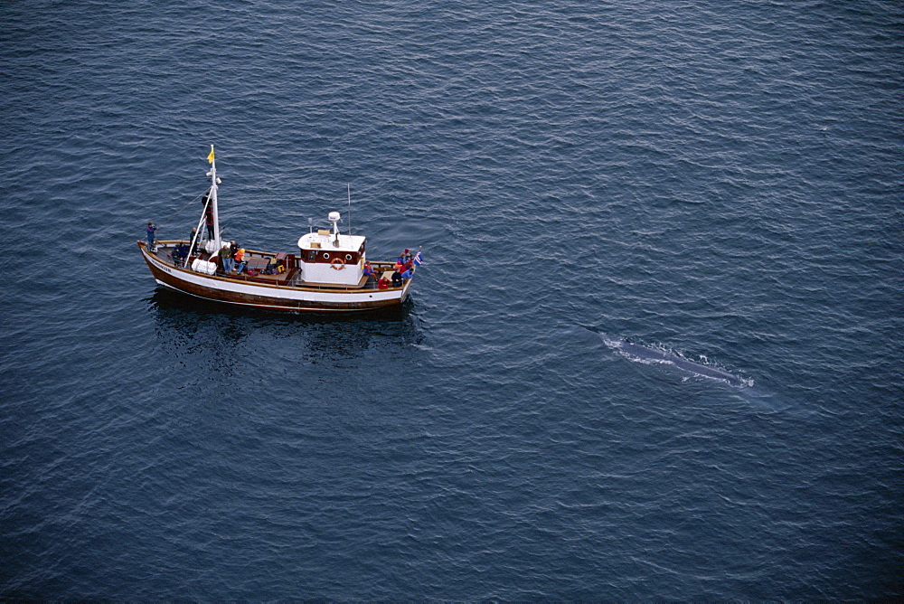 A rare, aerial view of a Blue whale (Balaenoptera musculus) surfacing near whale-watching boat in the fjords, near Husavik, on the north coast of Iceland. 