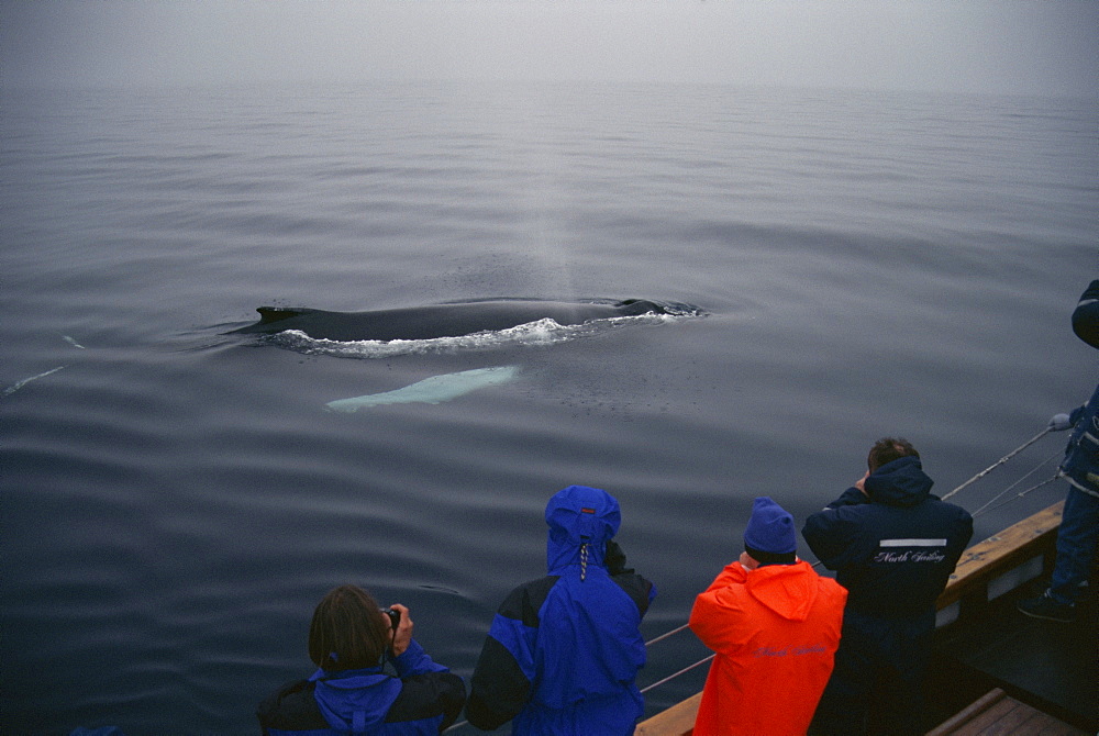 Humpback whale (Megaptera novaeangliae) resting at the suface to breath between feeding dives, while whale-watchers look on. Husavik, Iceland