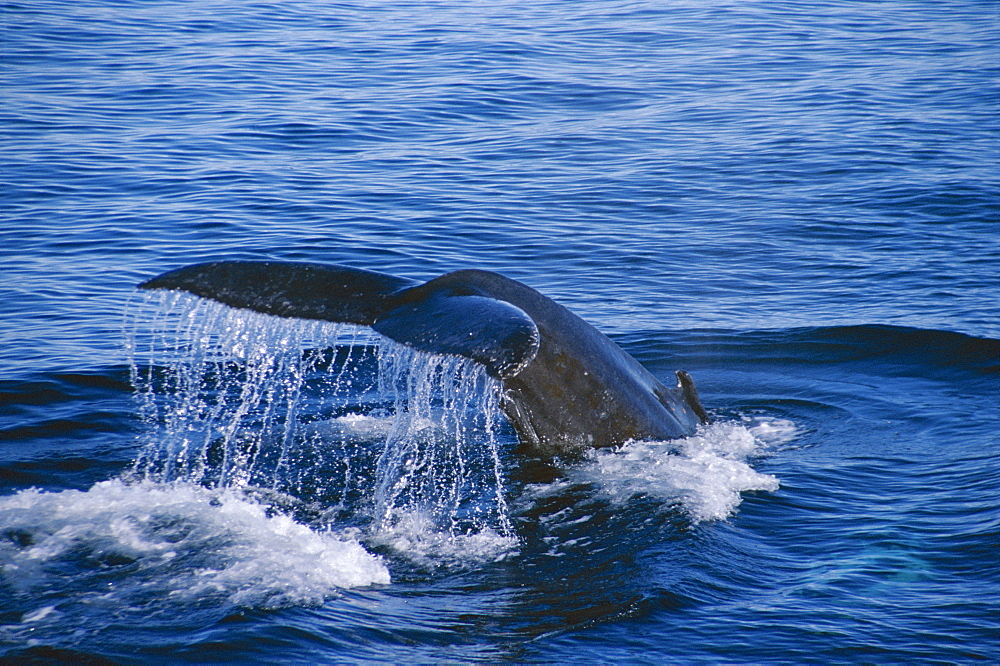 Humpback whale (Megaptera novaeangliae) fluking up for a deep dive. Husavik, Iceland 