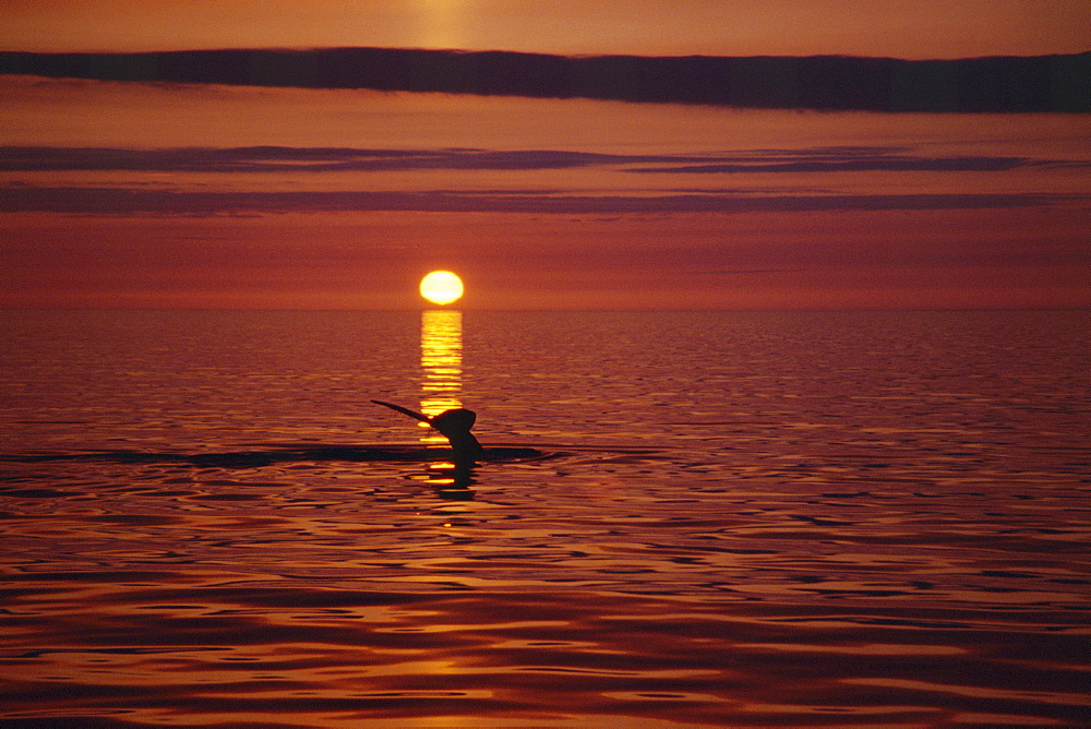 Humpback whale (Megaptera novaeangliae) fluking up for a deep dive with the midnight sun setting behind. Near Husavik on the north coast of Iceland