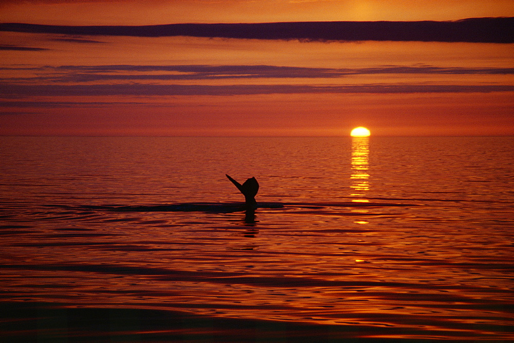 Humpback whale (Megaptera novaeangliae) fluking up for a deep dive in the midnight sun, near Husavik on the north coast of Iceland