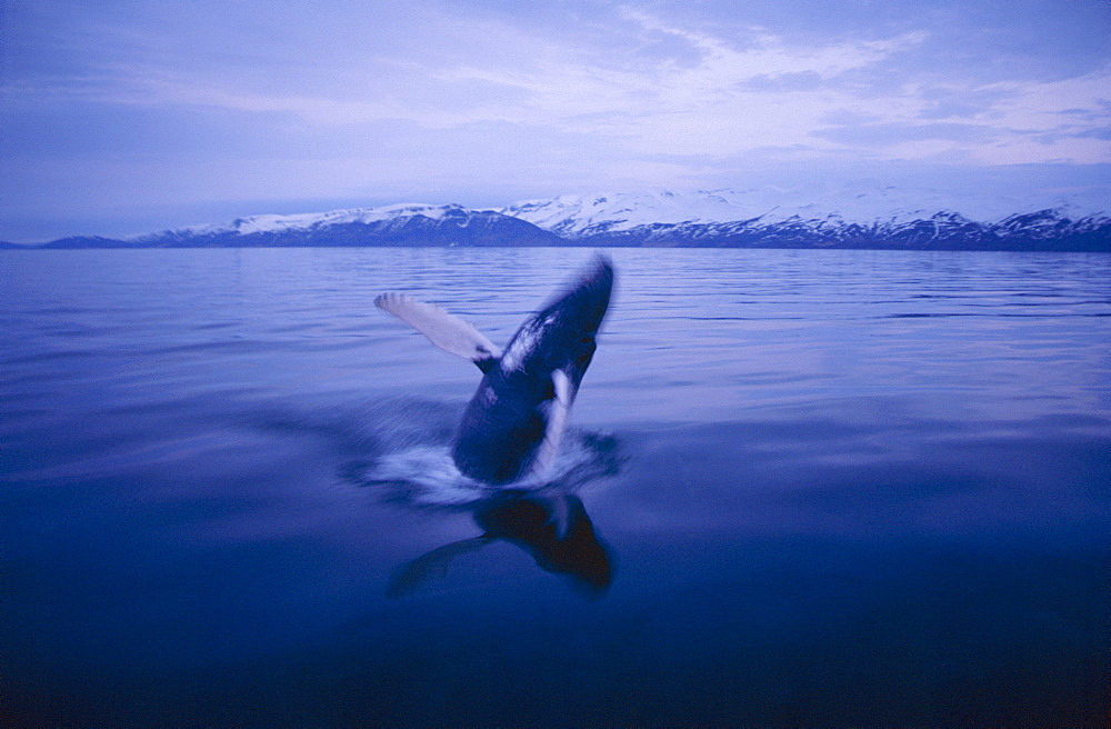 Humpback whale (Megaptera novaeangliae) breaching in the night where it is still light fjords near Husavik, on the north coast of Iceland.