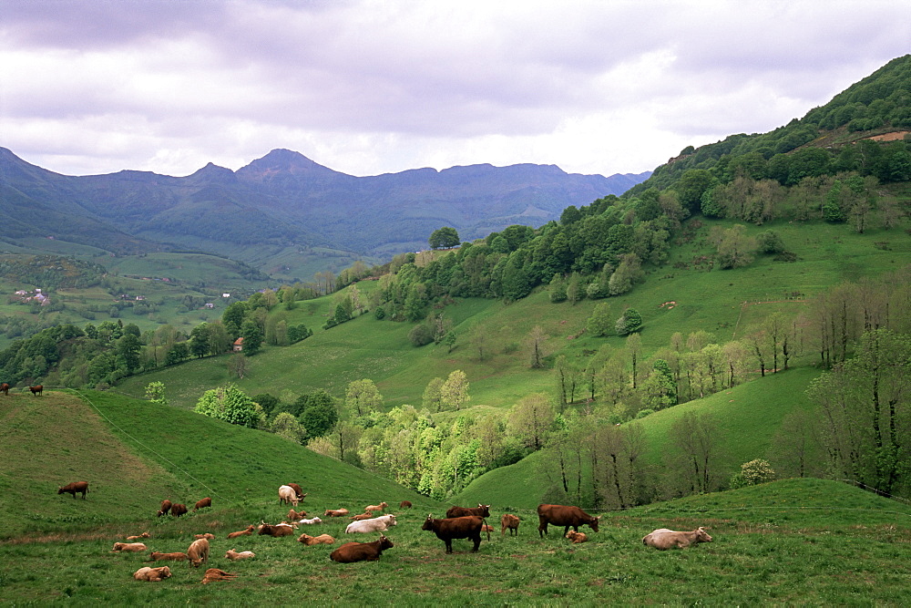 Salers cows in pastures, Cantal mountains, Auvergne, France, Europe