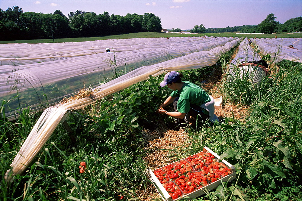 Strawberry picking, England, UK