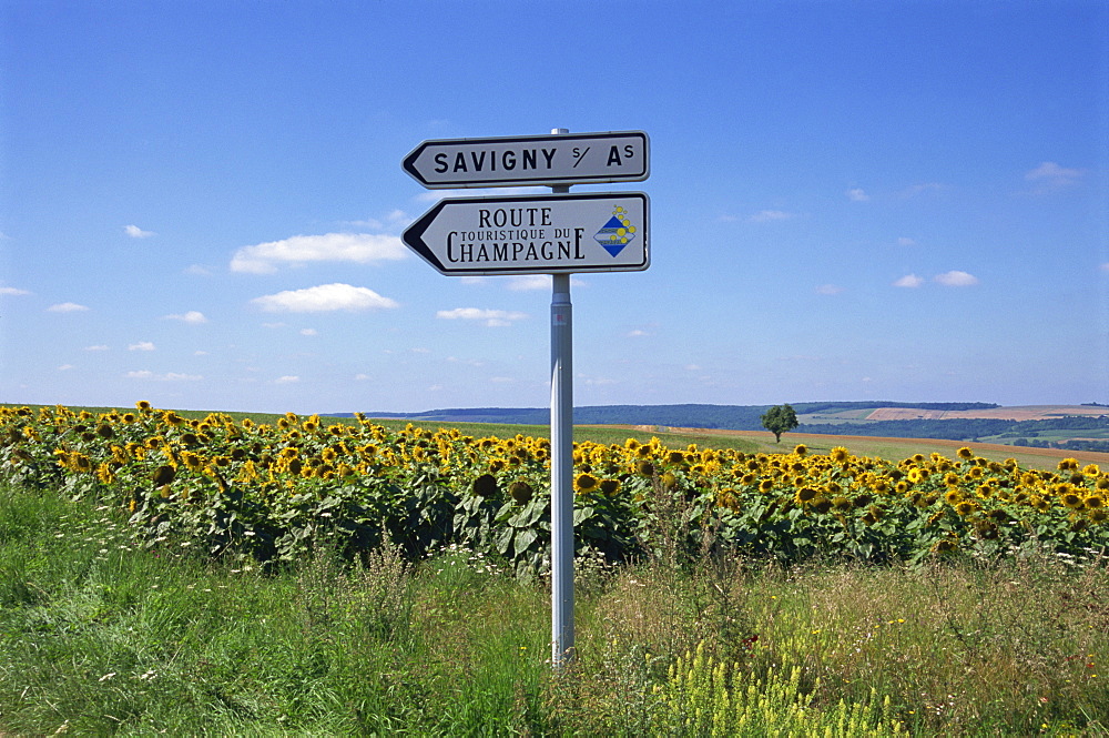 Road sign and sunflowers, Route de Champagne, Savigny, Champagne Ardenne, France, Europe