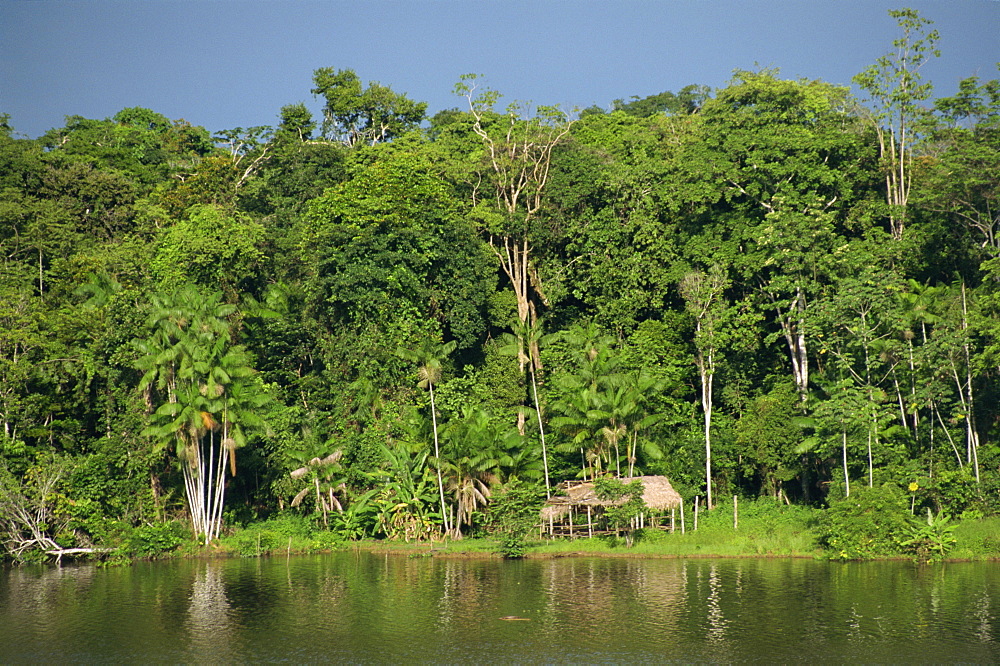 The rain forest in the Jari area of the Amazon, Brazil, South America