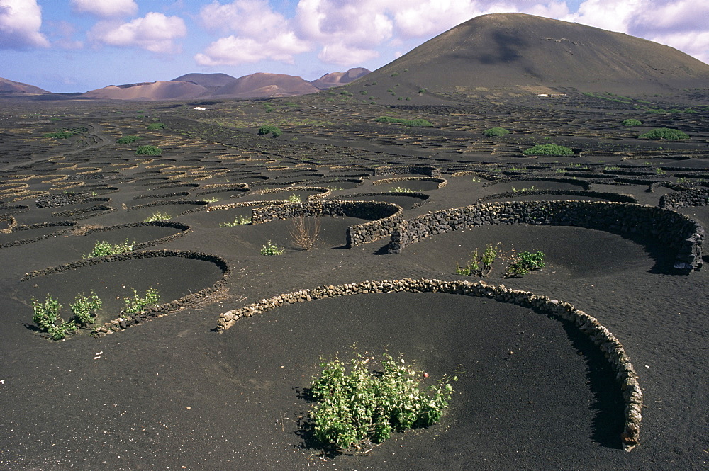 Vine cultivation, La Geria region, Lanzarote, Canary Islands, Spain, Europe