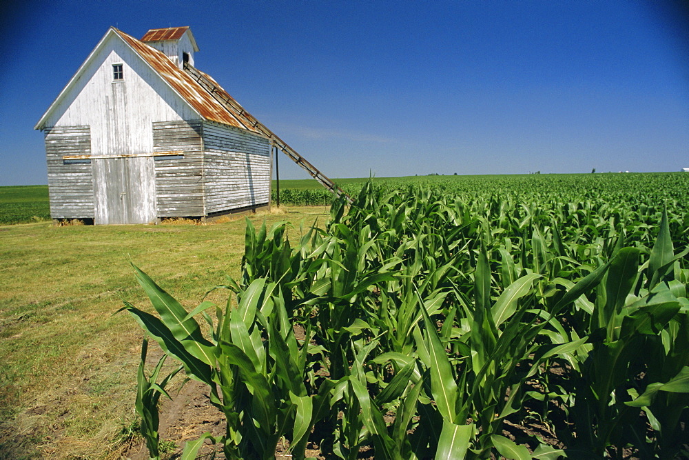 Corn barn, Hudson, Illinois, Mid West, USA, North America