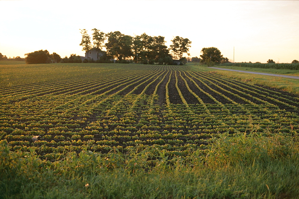 Soy bean field, Hudson, Illinois, Midwest, United States of America (U.S.A.), North America