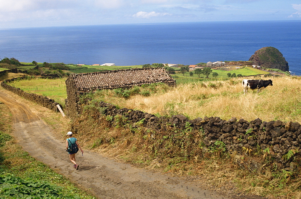 Walking track between fields and the south coast, Pico, Azores, Portugal, Atlantic, Europe