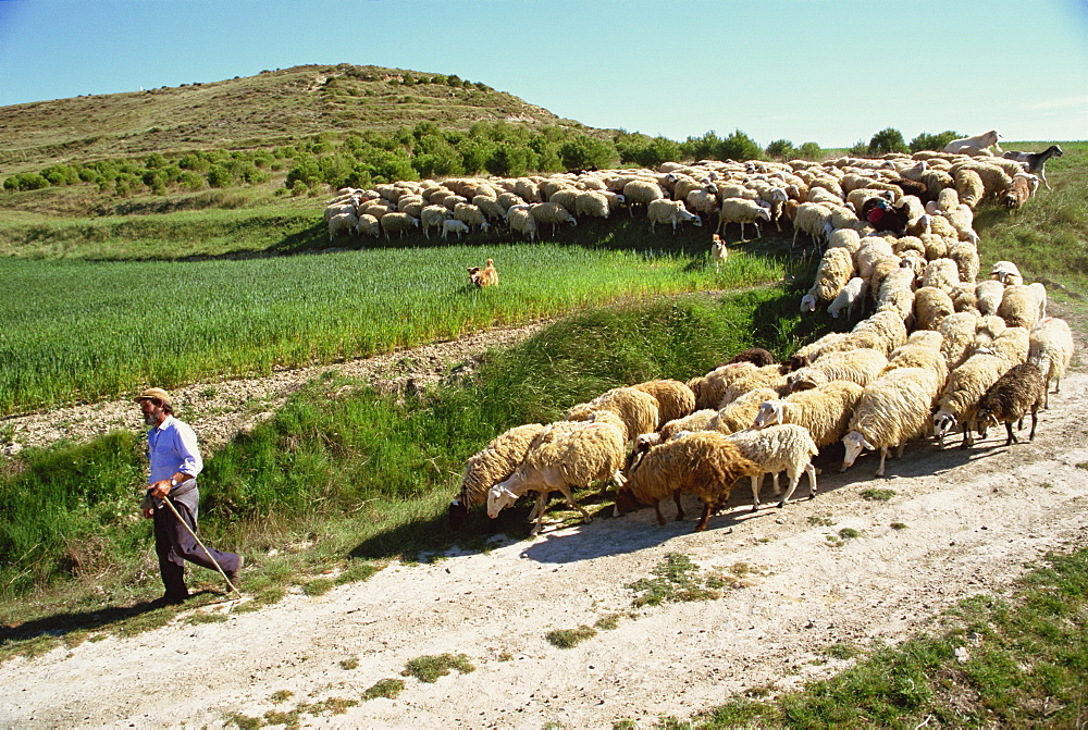 Shepherd and his flock, near Itero de la Vega, Palencia, Castilla y Leon, Spain, Europe