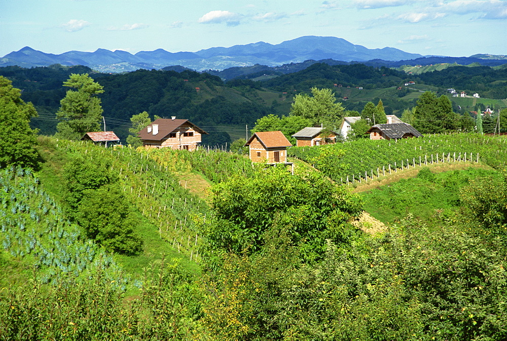 Vineyards below small houses, with hills in the background in the Zagorje region of Croatia, Europe