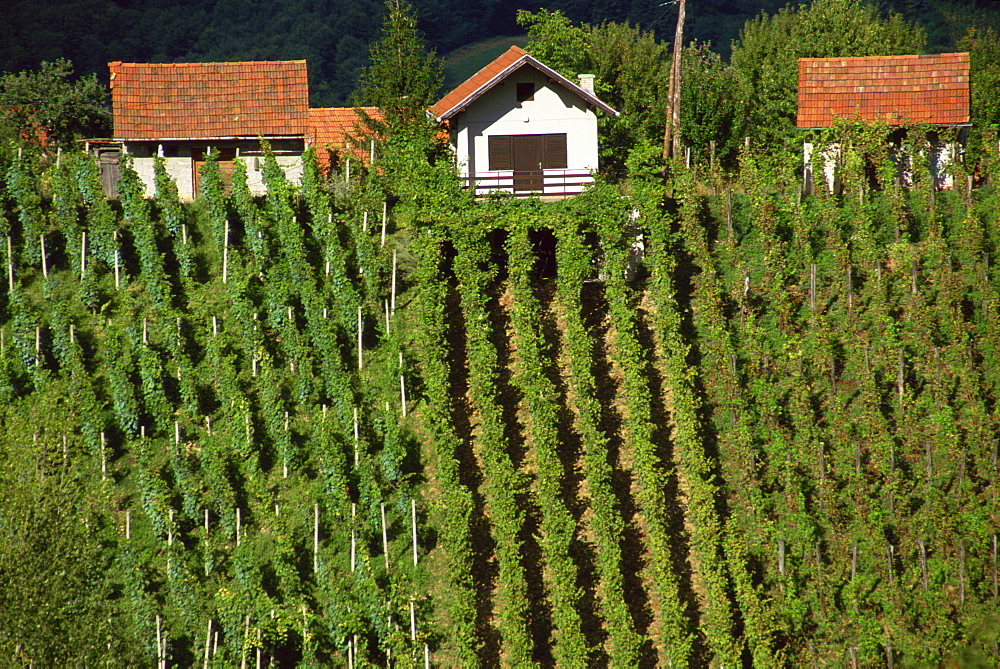 Vineyards, Zagorje, Croatia, Europe