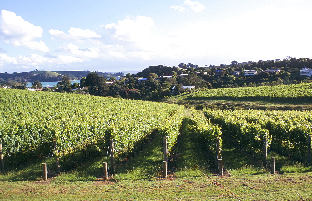 Vineyards, Ostend, Waiheke Island, North Island, New Zealand, Pacific