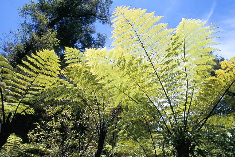 Ferns, Abel Tasman National Park, South Island, New Zealand, Pacific