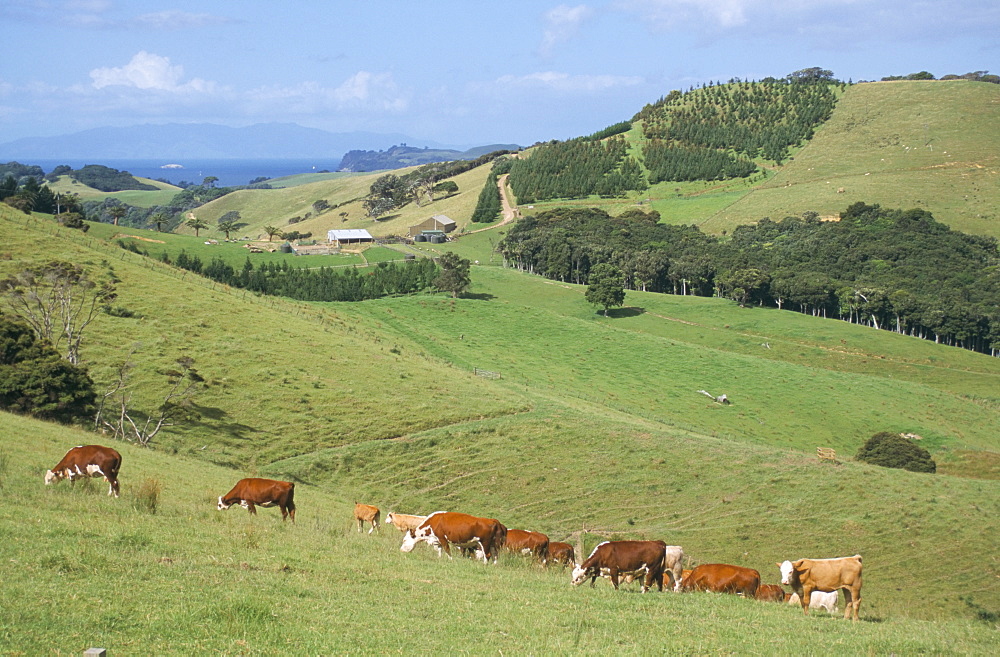 Middle island farm, Waiheke Island, Hauraki Gulf, North Island, New Zealand, Pacific