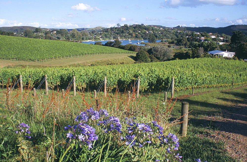 Vineyards, Ostend, Waiheke Island, Hauraki Gulf, North Island, New Zealand, Pacific