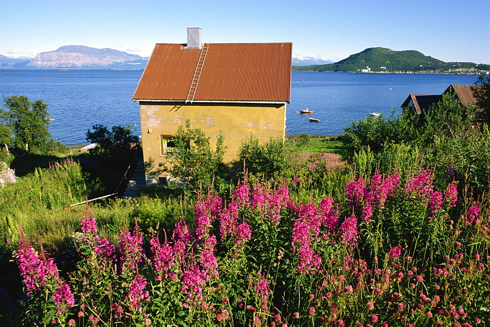 Willowherb and a small house overlooking Harstad Bay, north Norway, Scandinavia, Europe