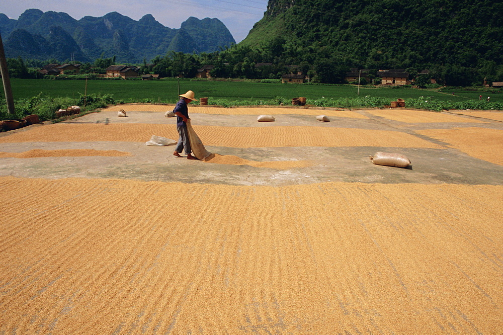 Drying grain near Yangshuo, China, Asia