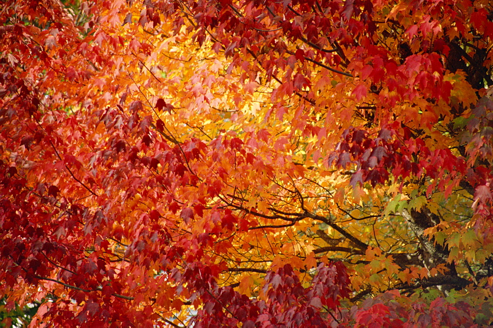 Maple tree's fall foliage, Canada, North America