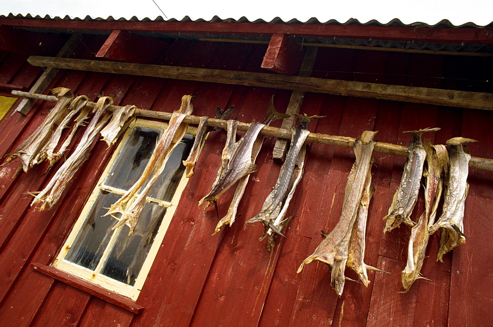 Died cod hanging outside house, Grip Island, off Kristiansund, Norway, Scandinavia, Europe