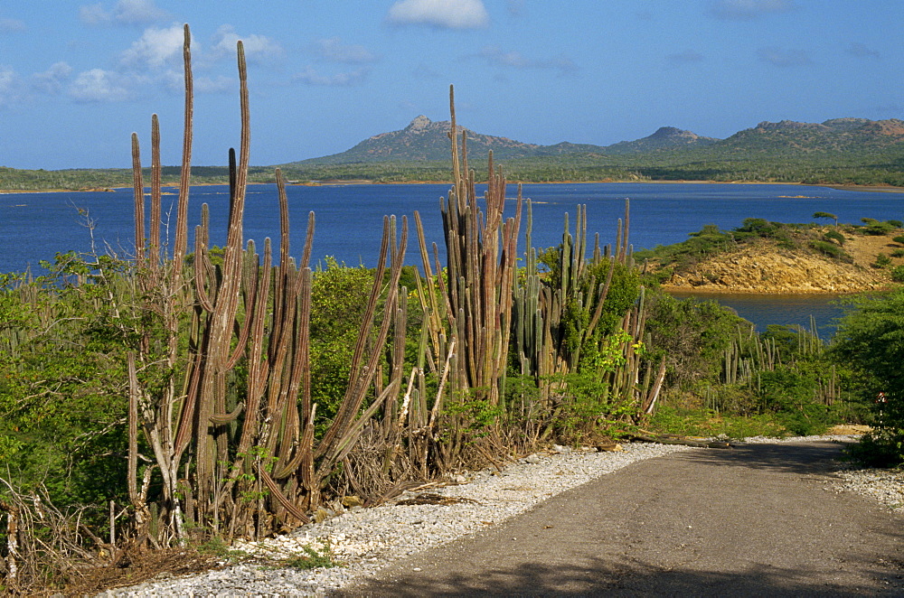 National Park, Gotomeer, Bonaire, Lesser Antilles, Caribbean, Central America