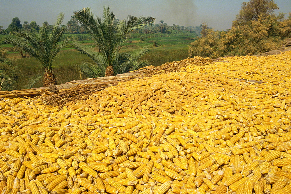 Corn on the cob drying on roof of a farm dwelling in Luxor, Egypt, North Africa, Africa