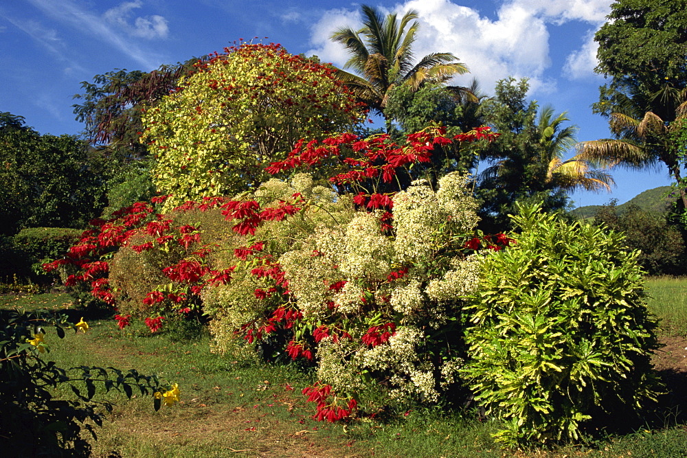 Detail from the gardens of the Caribelle Batik Offices, Romney Manor, St. Kitts, Leeward Islands, West Indies, Caribbean, Central America