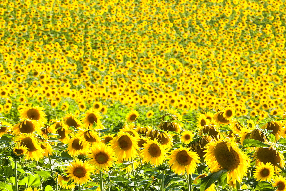 Sunflower (Helianthus) fields, Andalucia, Spain, Europe