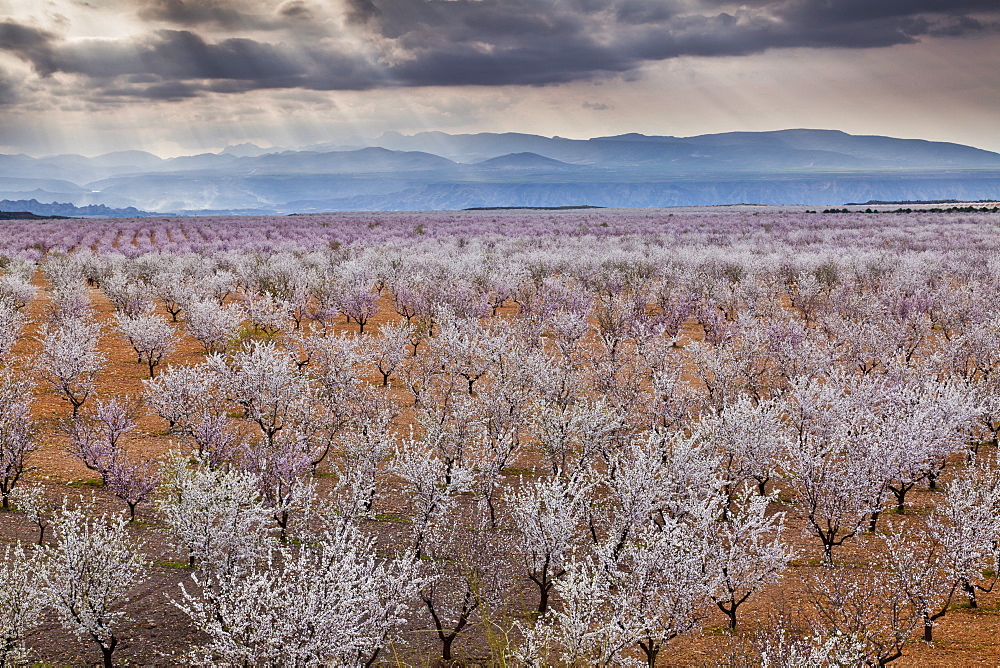 Spring almond blossom, Andalucia, Spain, Europe