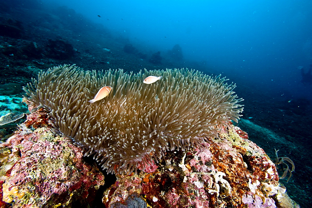 Anemone reef scene at Nalusuan Marine Sanctuary, Cebu, Philippines, Southeast Asia, Asia