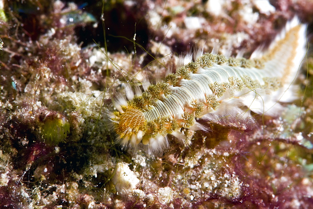 Beared fireworm (Hermodice carunculata), St. Lucia, West Indies, Caribbean, Central America