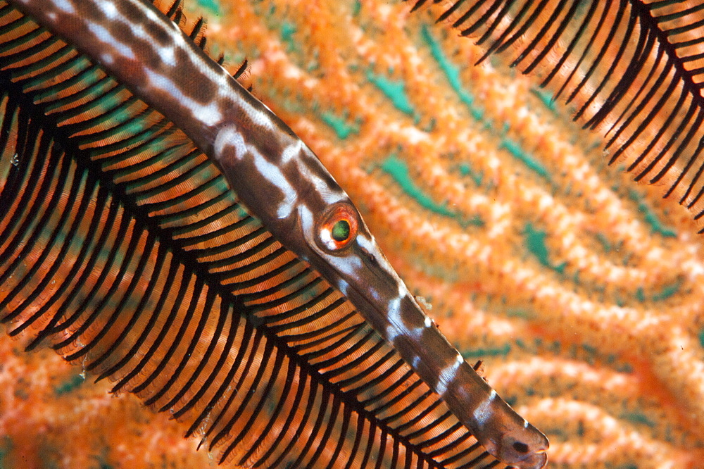 Trumpetfish (Aulostomidae), Sulawesi, Indonesia, Southeast Asia, Asia