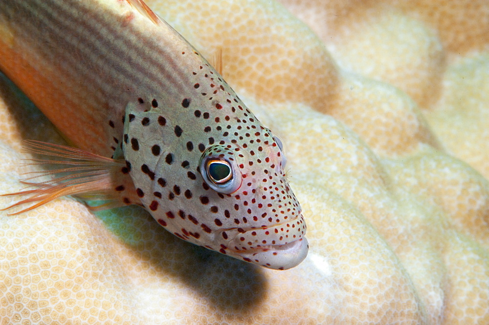 Freckled grouper (Cephalopholis microprion), Sulawesi, Indonesia, Southeast Asia, Asia