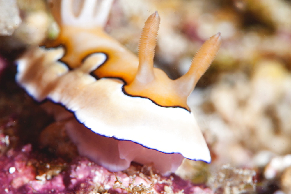 Nudibranch (Chromodoris coi), Sulawesi, Indonesia, Southeast Asia, Asia