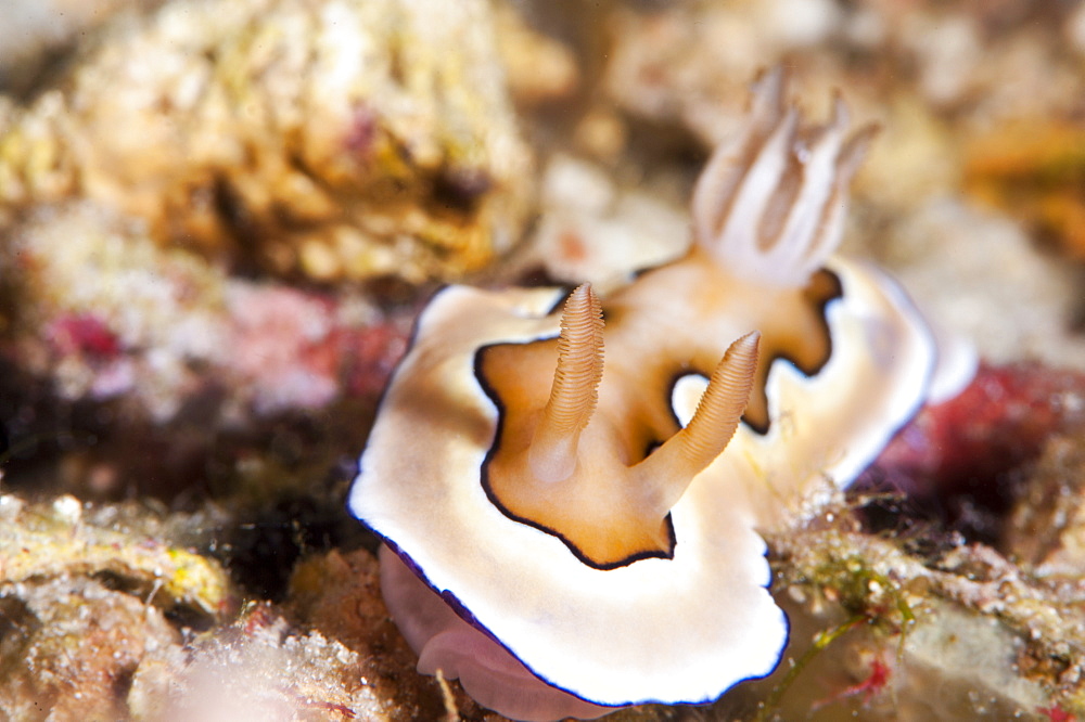 Nudibranch (Chromodoris coi), Sulawesi, Indonesia, Southeast Asia, Asia