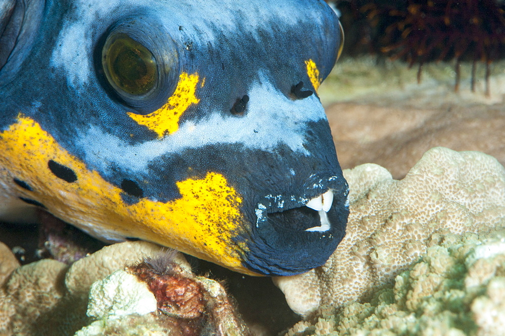 Black spotted pufferfish (Arothron nigropunctatus), Sulawesi, Indonesia, Southeast Asia, Asia