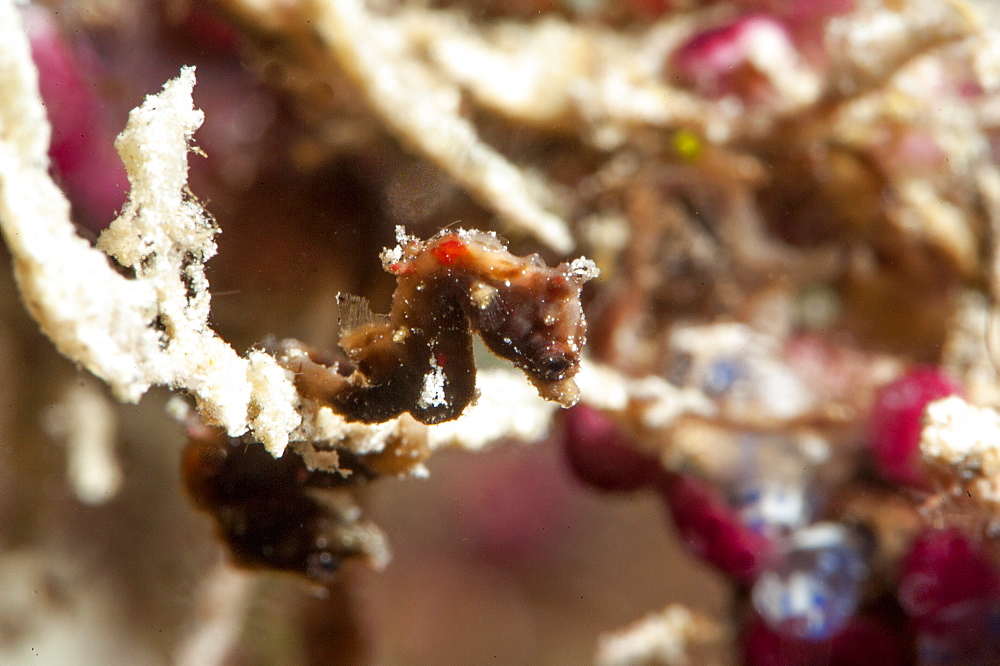 Pygmy seahorse (Hippocampus pontohi), Sulawesi, Indonesia, Southeast Asia, Asia