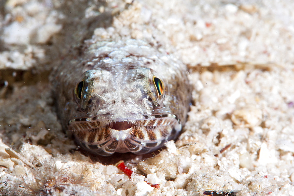 Clearfin lizardfish (Synodus dermatogenys), Sulawesi, Indonesia, Southeast Asia, Asia