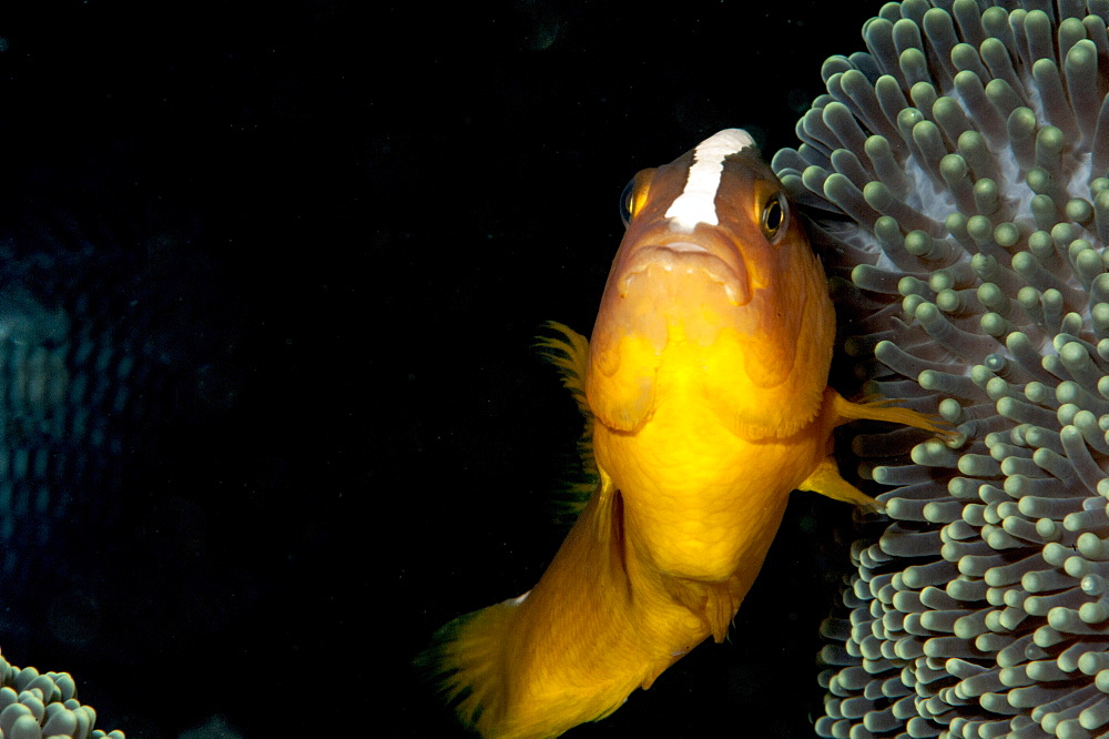 Skunk anemonefis (Amphiprion akallopisos), Sulawesi, Indonesia, Southeast Asia, Asia