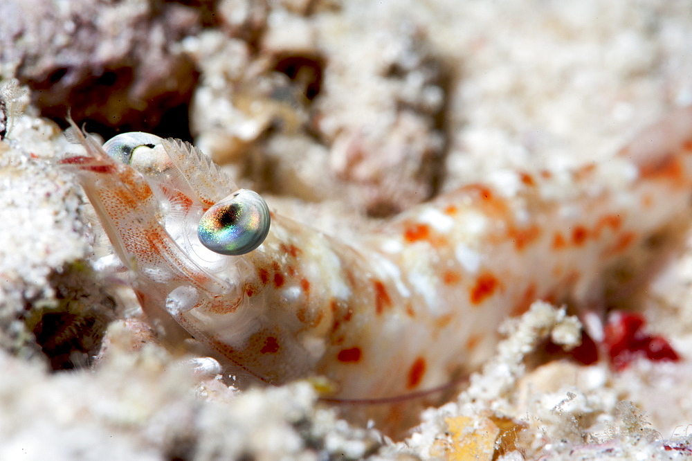 Faxon's shrimp (Solenocera faxoni), Sulawesi, Indonesia, Southeast Asia, Asia