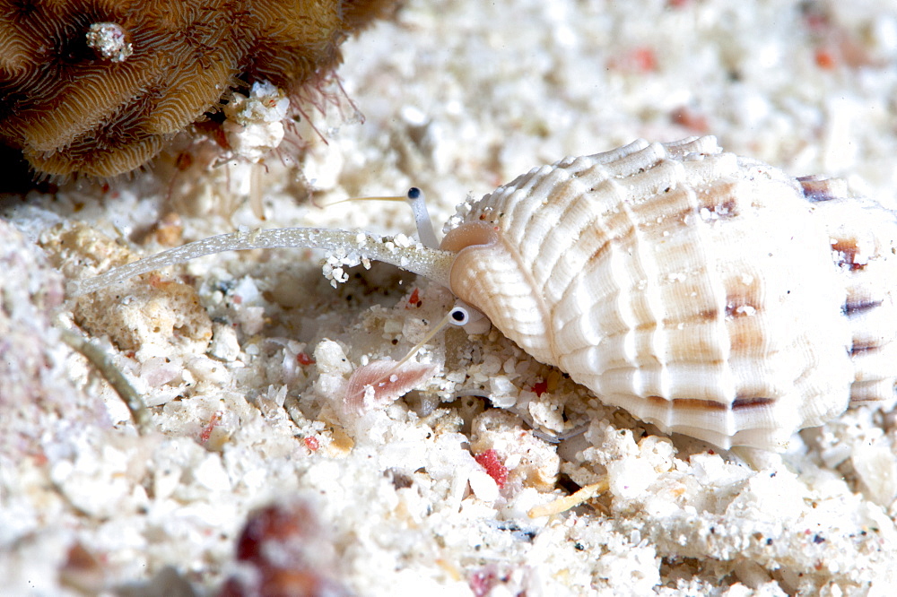 Dog welk (Nassarius papillosus), Sulawesi, Indonesia, Southeast Asia, Asia