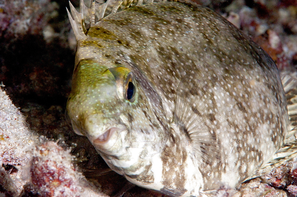 White spotted rabbitfish (Siganus canaliculatus) in its marking phase, when resting on the sea bottom displays mottled pattern, Sulawesi, Indonesia, Southeast Asia, Asia