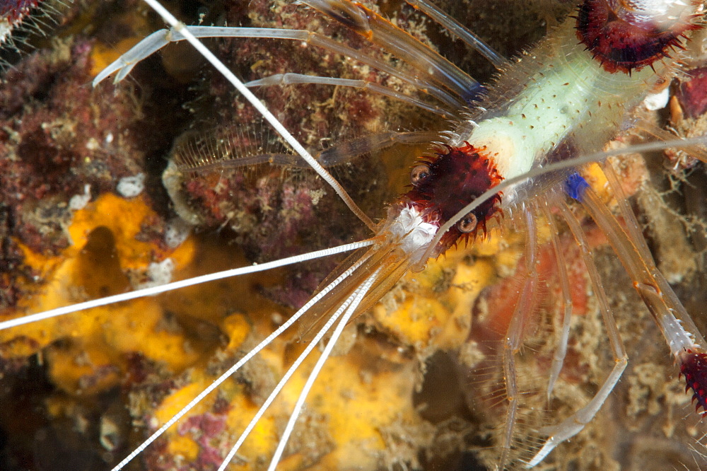 Cleaner shrimp (Stenopus hispidus), Sulawesi, Indonesia, Southeast Asia, Asia