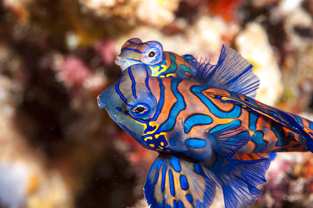 Mandarinfish (Synchiropus splendidus) mating, Sulawesi, Indonesia, Southeast Asia, Asia