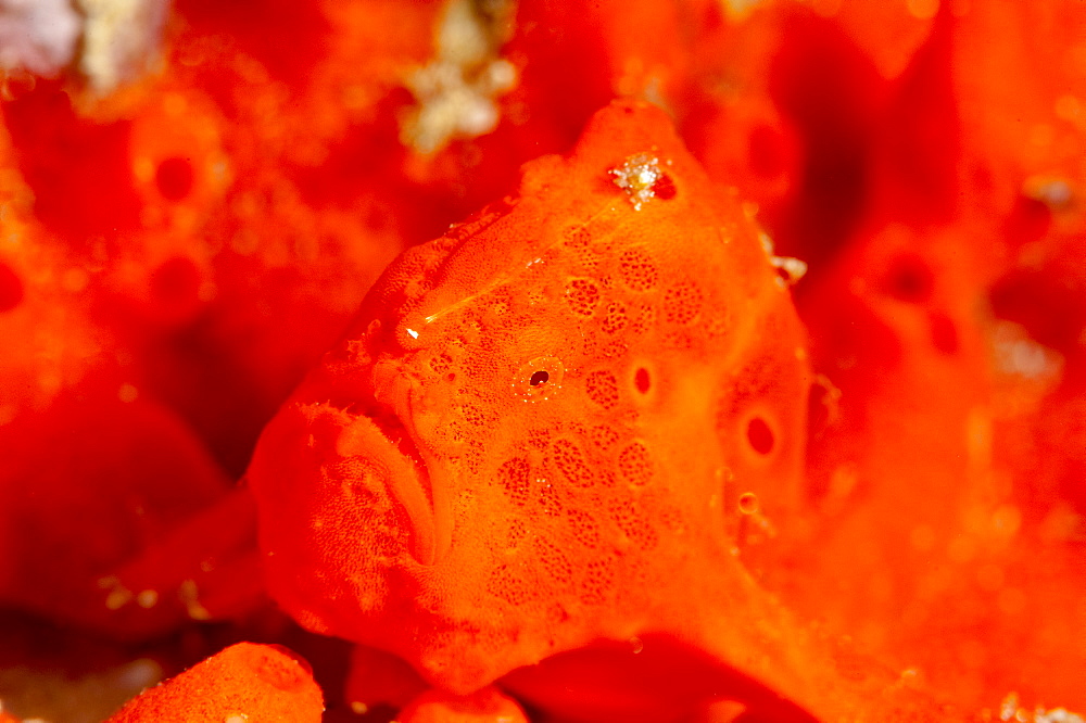 Painted frogfish (Antennarius pictus), Sulawesi, Indonesia, Southeast Asia, Asia