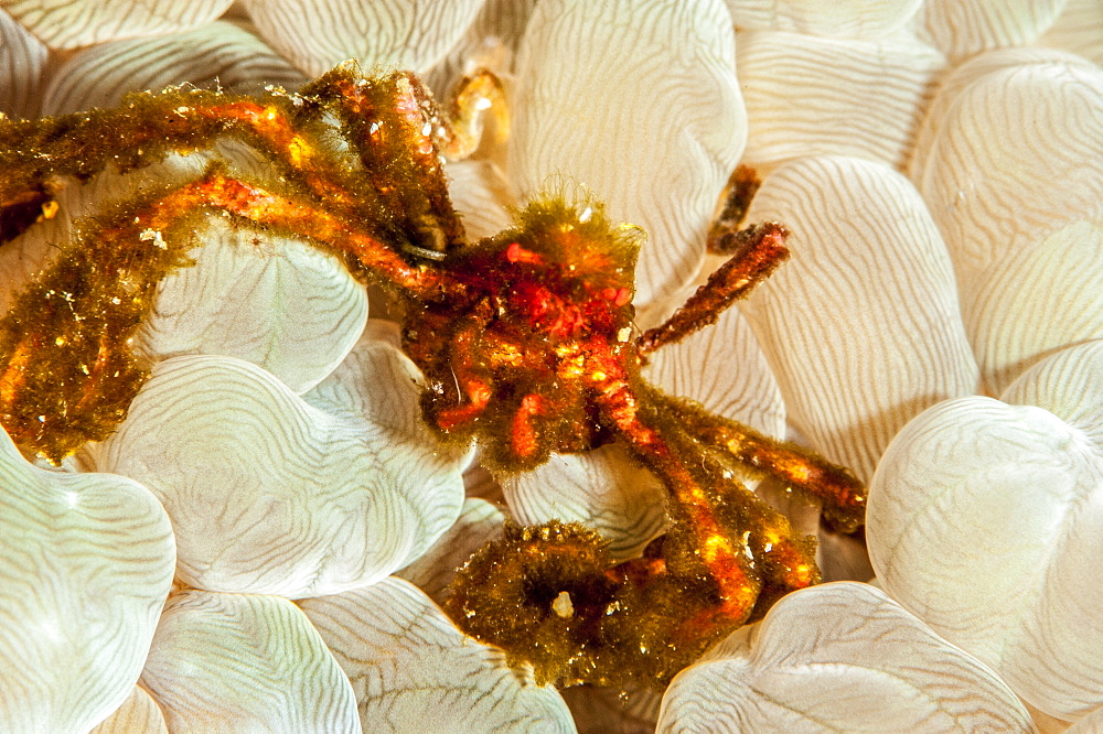 Orangutan crab (Achaeus japonicus), Sulawesi, Indonesia, Southeast Asia, Asia