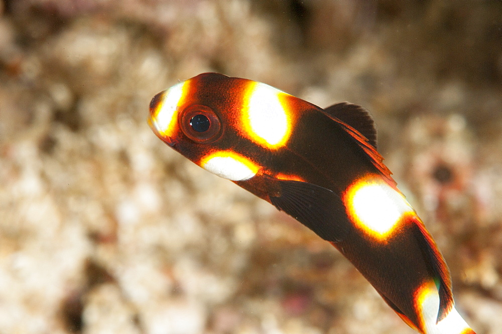 Juvenile oriental sweetlips (Plectorhinchus vittatus), Sulawesi, Indonesia, Southeast Asia, Asia