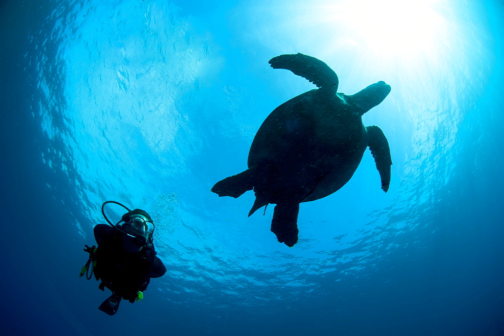 Hawksbill turtle (Eretmochelys imbricata) and diver, Sulawesi, Indonesia, Southeast Asia, Asia